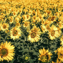 Sea of ​​Flowers  screen for extension Chrome web store in OffiDocs Chromium