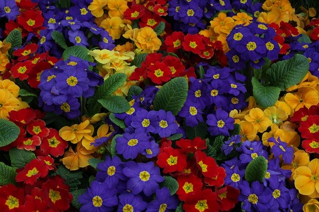Descărcare gratuită Sea Of Flowers Colorful - fotografie sau imagini gratuite pentru a fi editate cu editorul de imagini online GIMP