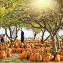Sea of ​​pumpkins  screen for extension Chrome web store in OffiDocs Chromium