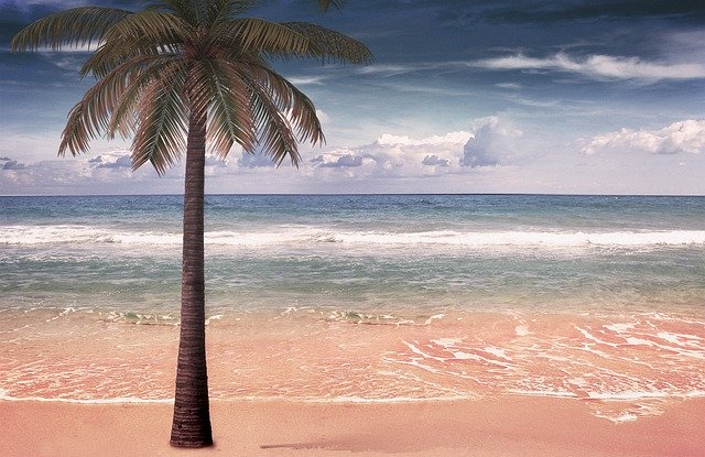 Descarga gratuita Sea Palm Sand: foto o imagen gratuita para editar con el editor de imágenes en línea GIMP
