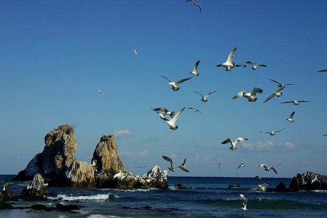 Free picture Sea Rock Geese -  to be edited by GIMP free image editor by OffiDocs