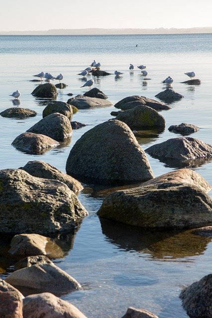 Scarica gratis l'immagine gratis della spiaggia dei gabbiani delle rocce del mare da modificare con l'editor di immagini online gratuito di GIMP