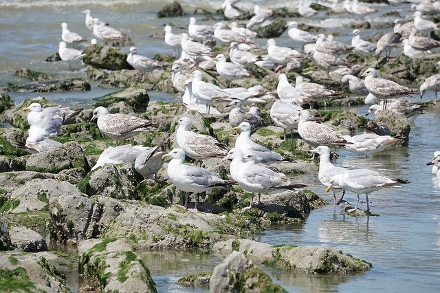 Téléchargement gratuit Sea Seagull Birds - photo ou image gratuite à éditer avec l'éditeur d'images en ligne GIMP