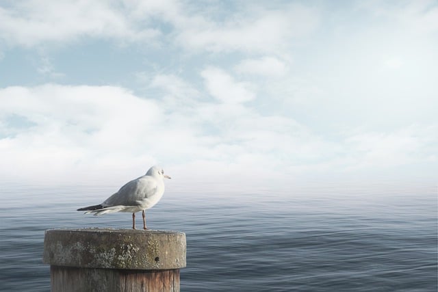 Free download sea seagull clouds calm down fog free picture to be edited with GIMP free online image editor