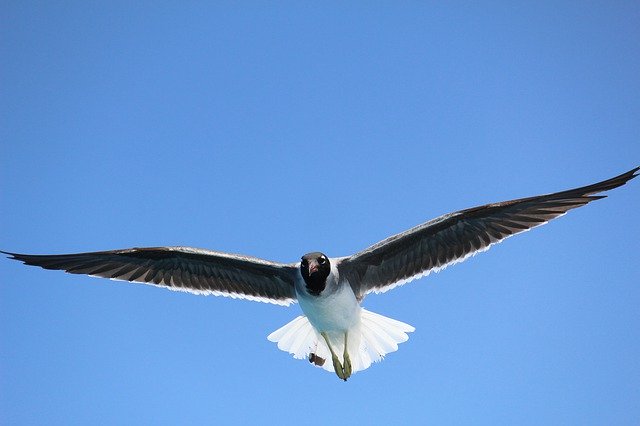 Free download Sea Seagull Flight -  free photo or picture to be edited with GIMP online image editor
