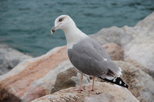 Скачайте бесплатно Sea Seagull Rocks - бесплатное фото или картинку для редактирования с помощью онлайн-редактора изображений GIMP