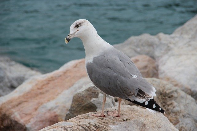 Download grátis Sea Seagull Rocks - foto ou imagem grátis para ser editada com o editor de imagens online GIMP