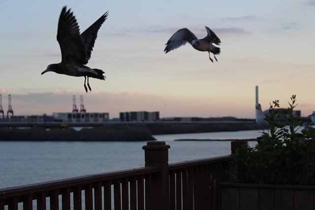 Free download sea seagulls ocean landscape free picture to be edited with GIMP free online image editor