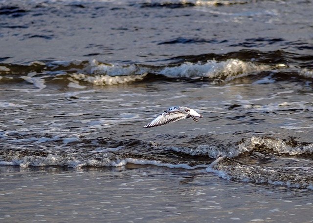 Scarica gratuitamente Sea Seagull The Waves - foto o immagine gratuita da modificare con l'editor di immagini online GIMP