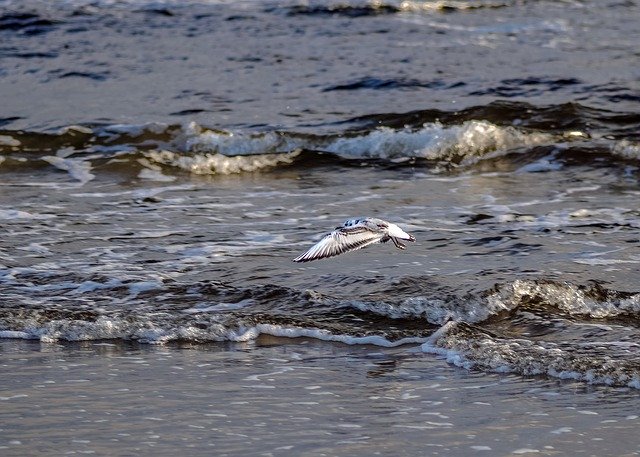 Free download Sea Seagull The Waves -  free photo or picture to be edited with GIMP online image editor