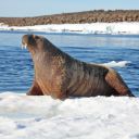 Sea Seal Theme – The Playful Spirit of the Ocean  screen for extension Chrome web store in OffiDocs Chromium