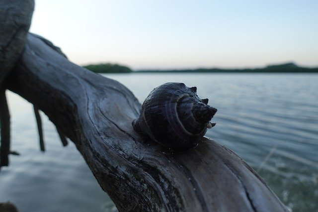 Безкоштовно завантажте Sea Seashell Marine — безкоштовну фотографію чи зображення для редагування за допомогою онлайн-редактора зображень GIMP