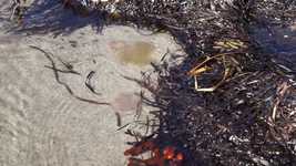 Free download Sea Seaweed Beach -  free video to be edited with OpenShot online video editor