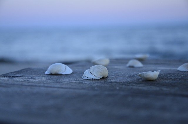 Free download Sea Shell -  free photo or picture to be edited with GIMP online image editor
