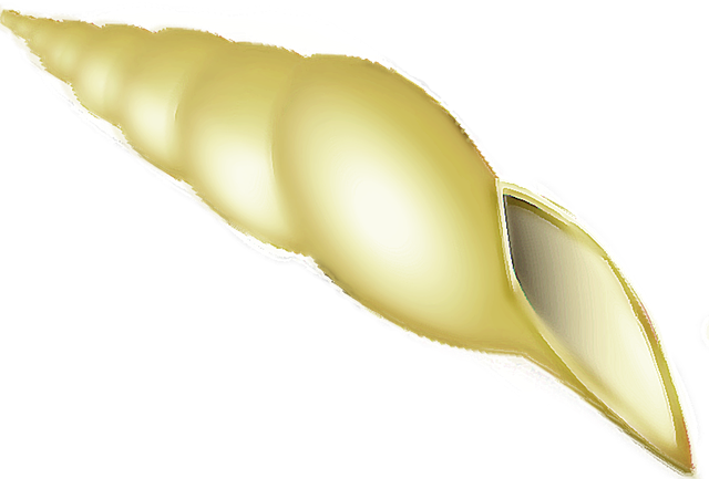 Free download Seashell Beach Shell -  free illustration to be edited with GIMP free online image editor