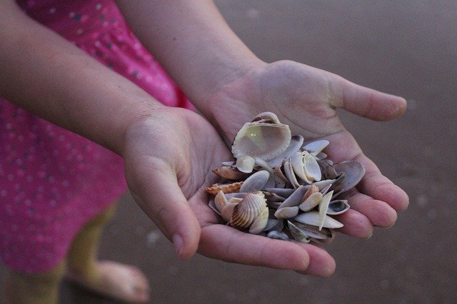 Free download Seashell Hands Memory -  free photo or picture to be edited with GIMP online image editor