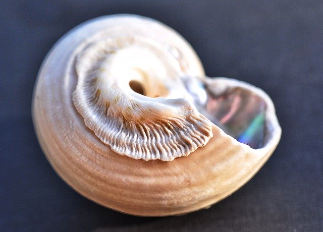Free picture Sea Shell Ocean Pearl -  to be edited by GIMP free image editor by OffiDocs