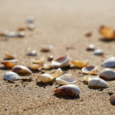 Sea Shells  screen for extension Chrome web store in OffiDocs Chromium