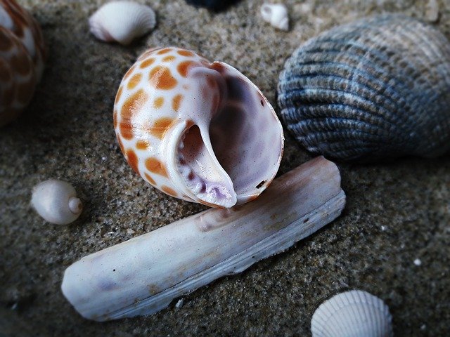 Free download Seashell Sand Nature The -  free photo or picture to be edited with GIMP online image editor