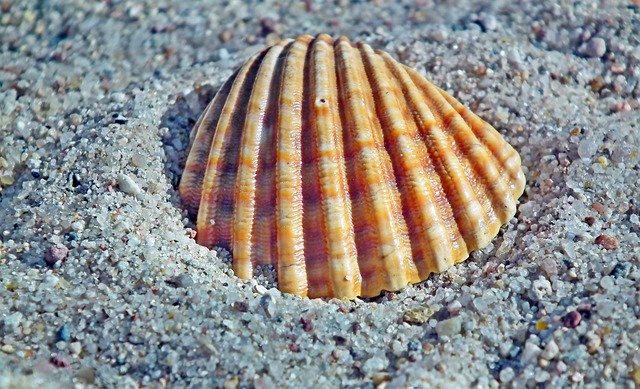 Free download Seashell Sand Ocean -  free photo or picture to be edited with GIMP online image editor