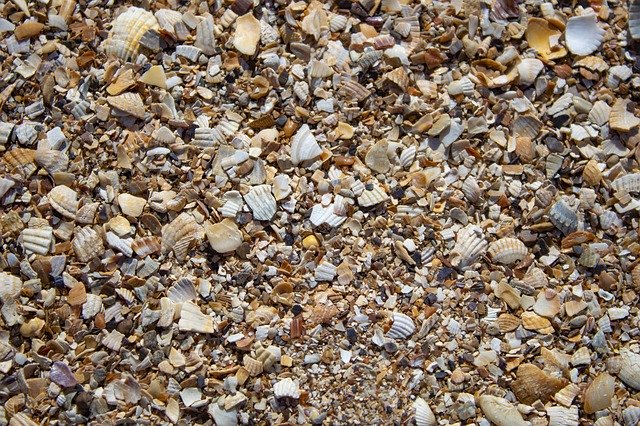 Free download Seashells Background Sea -  free photo or picture to be edited with GIMP online image editor