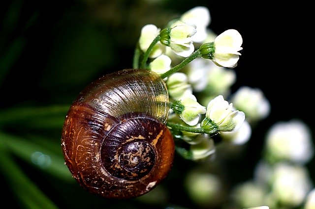 Free download Seashell Snail Macro -  free photo or picture to be edited with GIMP online image editor