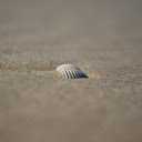 Seashells on the sand  screen for extension Chrome web store in OffiDocs Chromium