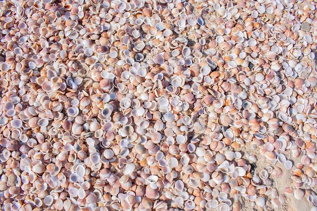 Free picture Seashells Sea Beach -  to be edited by GIMP free image editor by OffiDocs