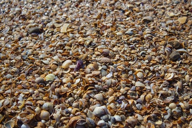 Free download Seashells Sea Water -  free photo or picture to be edited with GIMP online image editor