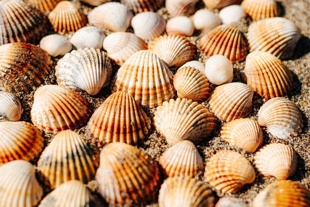 Free download seashells shells nature marine free picture to be edited with GIMP free online image editor