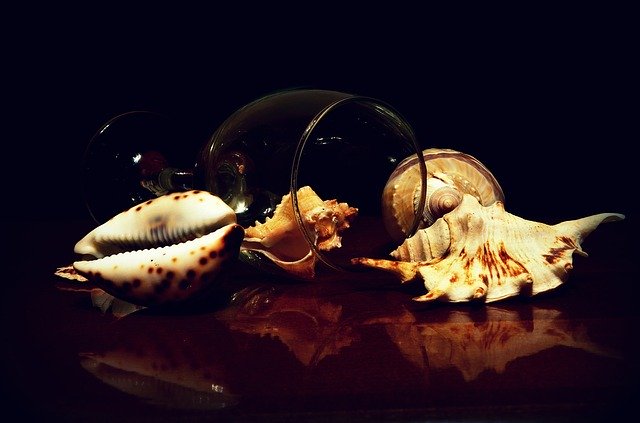 Descarga gratuita Seashells Still Life: foto o imagen gratuita para editar con el editor de imágenes en línea GIMP