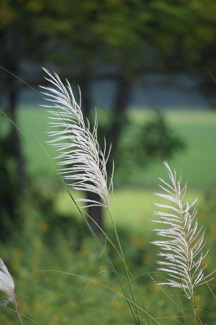 Ücretsiz indir Season Plant Light - GIMP çevrimiçi resim düzenleyiciyle düzenlenecek ücretsiz fotoğraf veya resim