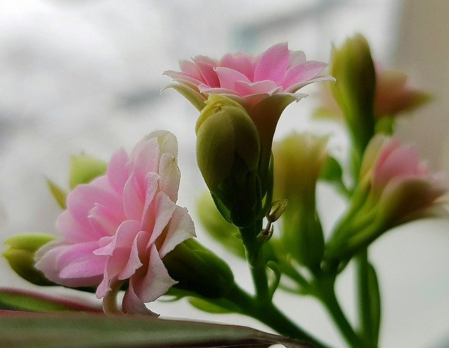 Free download season spring n nature flower free picture to be edited with GIMP free online image editor