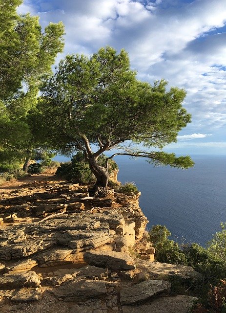 Free download Sea South Of France Tree -  free photo or picture to be edited with GIMP online image editor