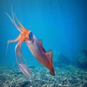 sea ​​squid wallpaper  screen for extension Chrome web store in OffiDocs Chromium
