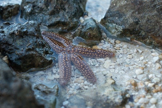 Free download Sea Star -  free photo or picture to be edited with GIMP online image editor