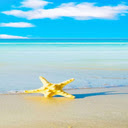 Sea starfish wallpaper  screen for extension Chrome web store in OffiDocs Chromium