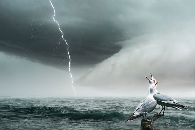Free download sea storm ray seagulls clouds free picture to be edited with GIMP free online image editor