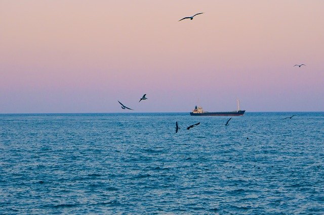 Free download Sea Times Seagull -  free photo or picture to be edited with GIMP online image editor