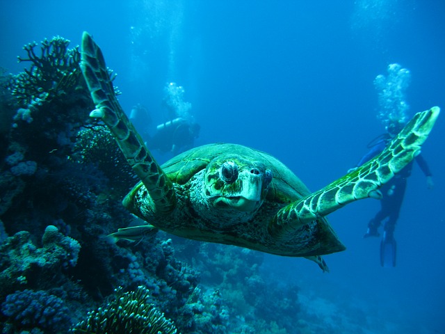 Free download sea turtle smolensk korman13 free picture to be edited with GIMP free online image editor