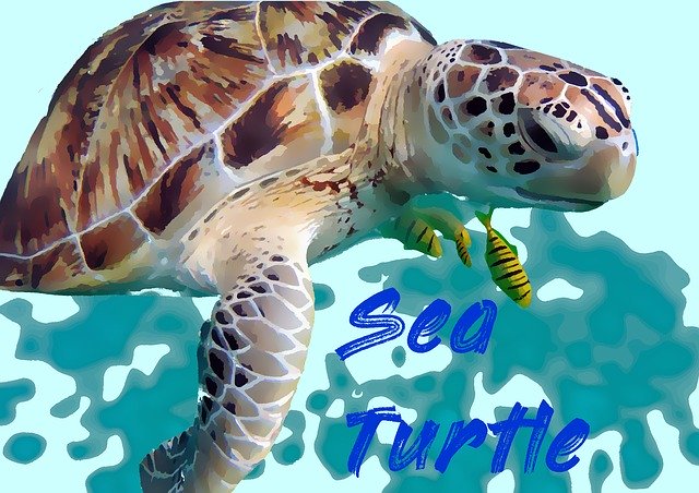 Bezpłatne pobieranie wody z żółwiem morskim - bezpłatna ilustracja do edycji za pomocą bezpłatnego internetowego edytora obrazów GIMP