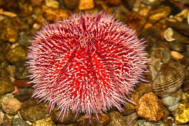 Free download Sea Urchin Creatures Aquarium -  free photo or picture to be edited with GIMP online image editor