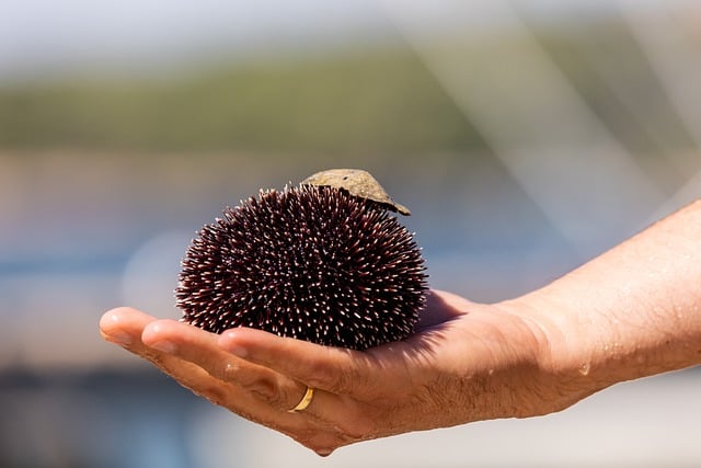 Free download sea urchin nature wildlife sea life free picture to be edited with GIMP free online image editor