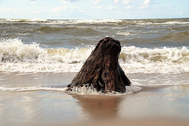 Téléchargement gratuit de Sea Washed Up Strain - photo ou image gratuite à éditer avec l'éditeur d'images en ligne GIMP