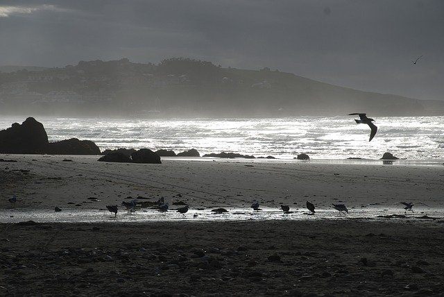 Free download Sea Waves Seagulls -  free illustration to be edited with GIMP free online image editor
