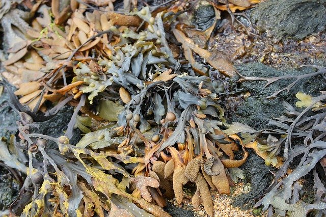 ดาวน์โหลดฟรี Seaweed Seaside Rock - ภาพถ่ายหรือรูปภาพฟรีที่จะแก้ไขด้วยโปรแกรมแก้ไขรูปภาพออนไลน์ GIMP