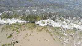 Free download Seaweed Sea Waves -  free video to be edited with OpenShot online video editor