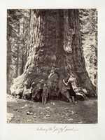 Free download Section of the Grizzly Giant, 101 feet circumference free photo or picture to be edited with GIMP online image editor