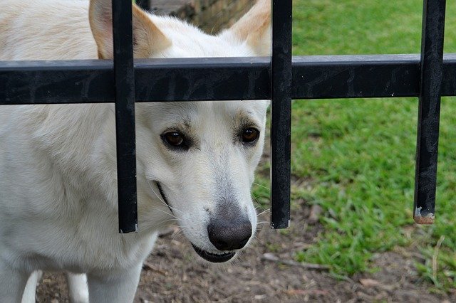 Free download security guard dog mammal animal free picture to be edited with GIMP free online image editor