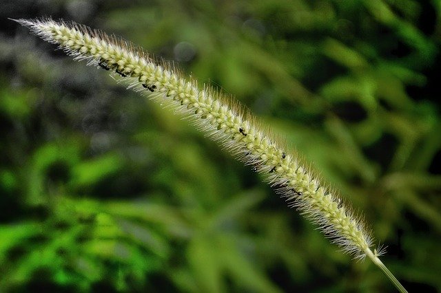 Free download Sedge Family Grass Field Biology -  free photo or picture to be edited with GIMP online image editor